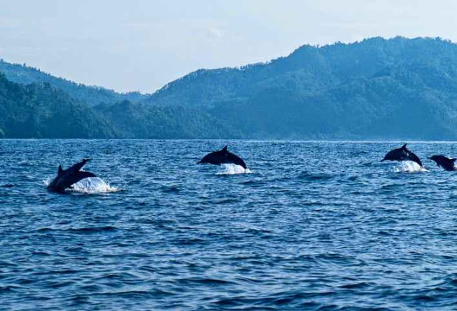 Jalan - Jalan pada Musim Tropis ke Montego Bay